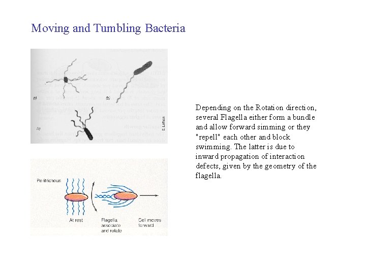 Moving and Tumbling Bacteria Depending on the Rotation direction, several Flagella either form a