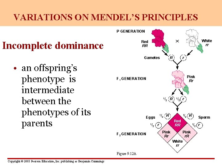 VARIATIONS ON MENDEL’S PRINCIPLES P GENERATION Incomplete dominance White rr Red RR Gametes •