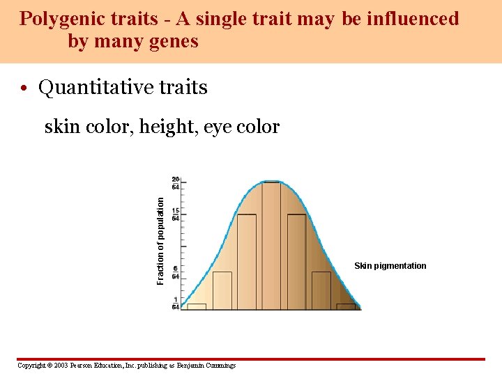Polygenic traits - A single trait may be influenced by many genes • Quantitative