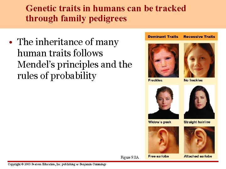 Genetic traits in humans can be tracked through family pedigrees • The inheritance of
