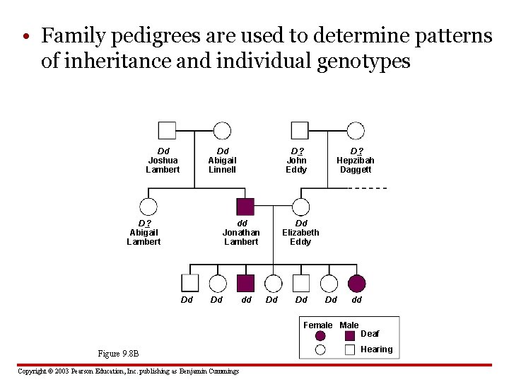  • Family pedigrees are used to determine patterns of inheritance and individual genotypes
