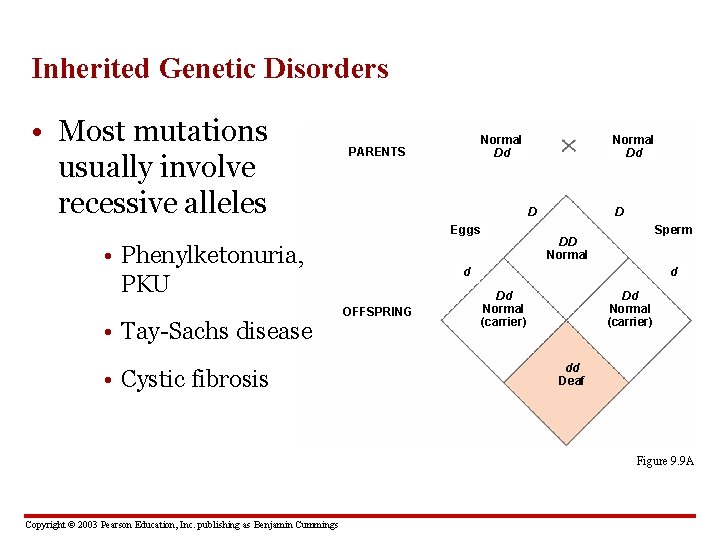 Inherited Genetic Disorders • Most mutations usually involve recessive alleles Normal Dd PARENTS D