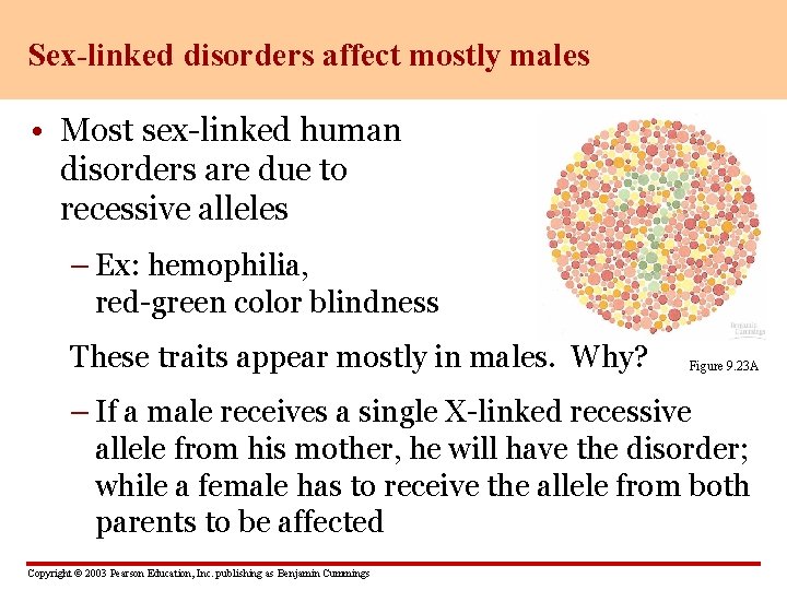 Sex-linked disorders affect mostly males • Most sex-linked human disorders are due to recessive