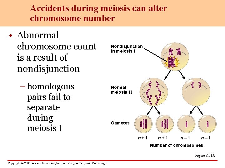Accidents during meiosis can alter chromosome number • Abnormal chromosome count is a result