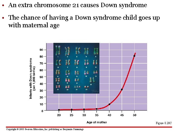 • An extra chromosome 21 causes Down syndrome • The chance of having