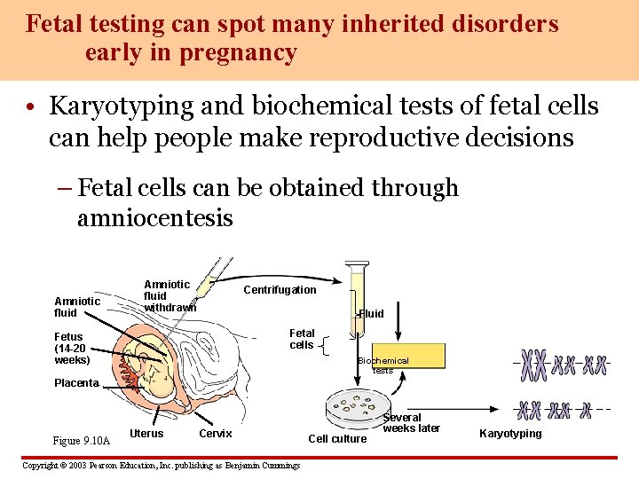 Fetal testing can spot many inherited disorders early in pregnancy • Karyotyping and biochemical