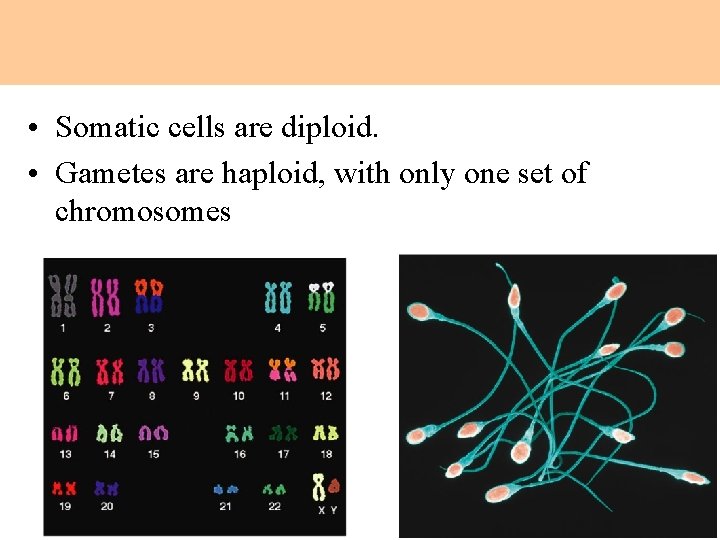  • Somatic cells are diploid. • Gametes are haploid, with only one set