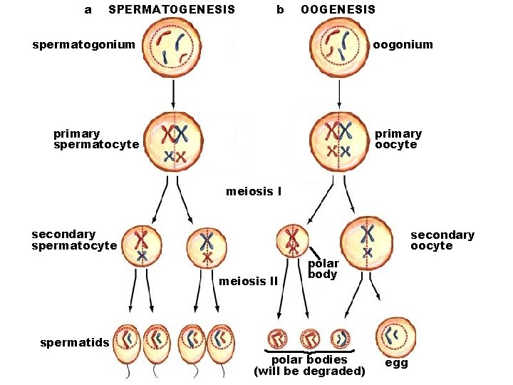 a SPERMATOGENESIS b OOGENESIS spermatogonium oogonium primary spermatocyte primary oocyte meiosis l secondary spermatocyte
