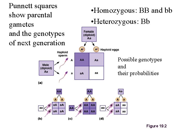Punnett squares show parental gametes and the genotypes of next generation • Homozygous: BB