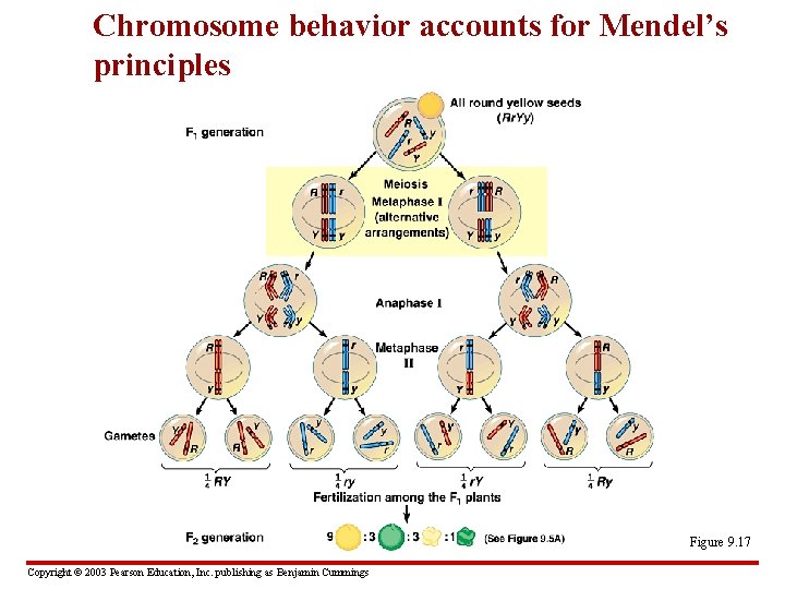 Chromosome behavior accounts for Mendel’s principles Figure 9. 17 Copyright © 2003 Pearson Education,