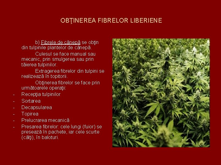 OBŢINEREA FIBRELOR LIBERIENE - b) Fibrele de cânepă se obţin din tulpinile plantelor de