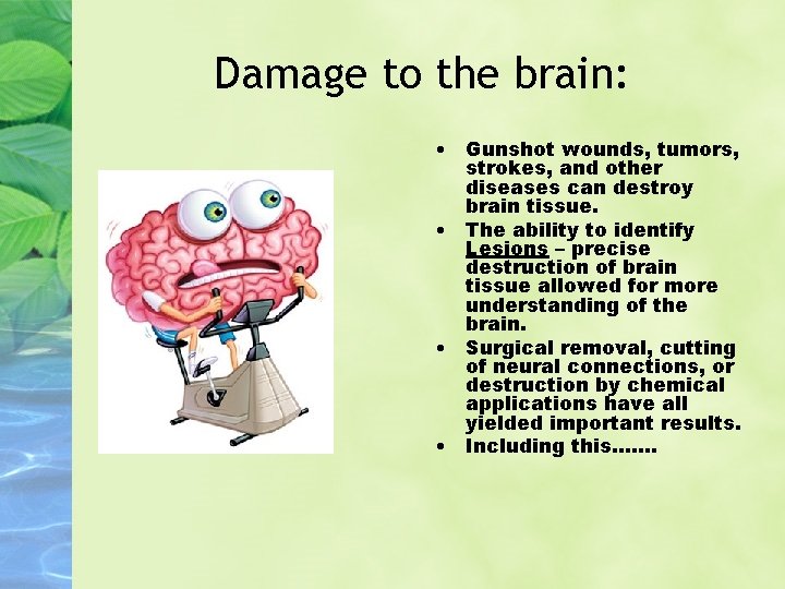 Damage to the brain: • Gunshot wounds, tumors, strokes, and other diseases can destroy