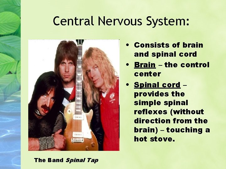 Central Nervous System: • Consists of brain and spinal cord • Brain – the