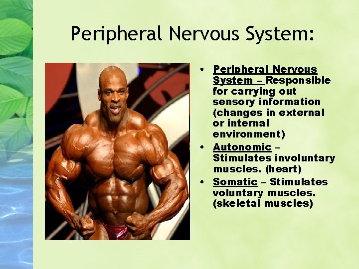 Peripheral Nervous System: • Peripheral Nervous System – Responsible for carrying out sensory information