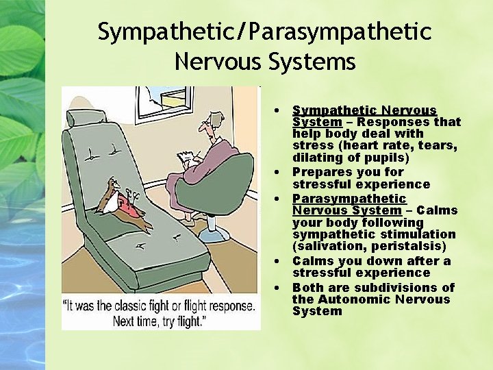 Sympathetic/Parasympathetic Nervous Systems • Sympathetic Nervous System – Responses that help body deal with