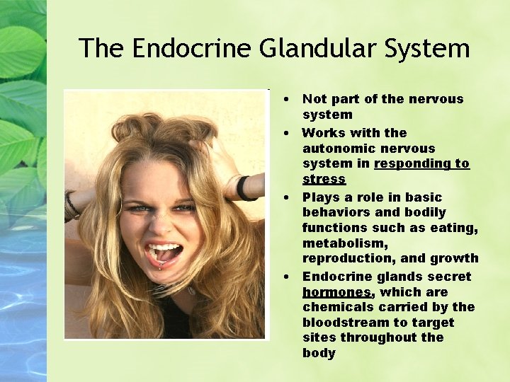 The Endocrine Glandular System • Not part of the nervous system • Works with