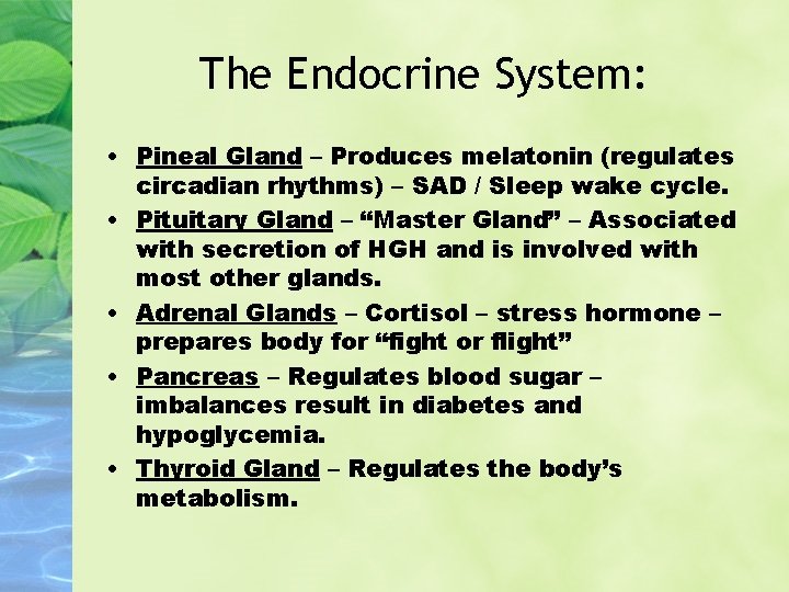 The Endocrine System: • Pineal Gland – Produces melatonin (regulates circadian rhythms) – SAD