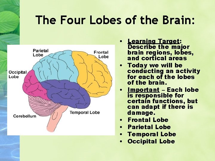 The Four Lobes of the Brain: • Learning Target: Describe the major brain regions,