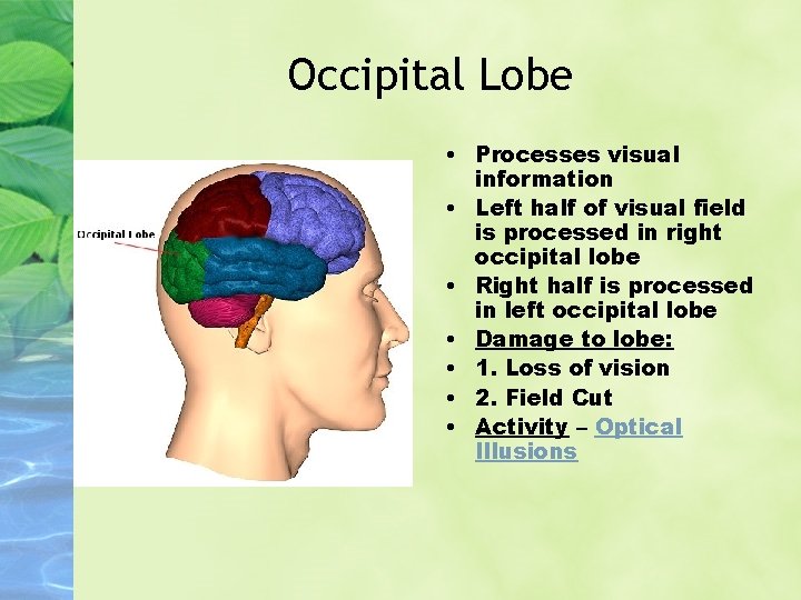 Occipital Lobe • Processes visual information • Left half of visual field is processed