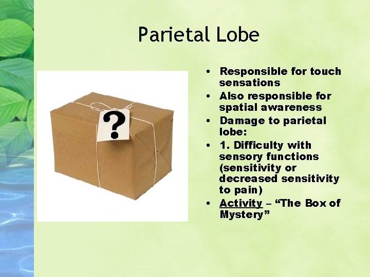 Parietal Lobe • Responsible for touch sensations • Also responsible for spatial awareness •