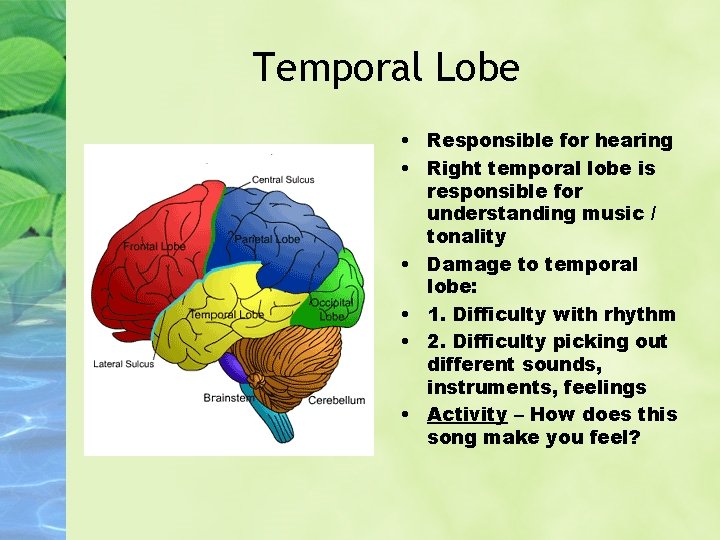 Temporal Lobe • Responsible for hearing • Right temporal lobe is responsible for understanding