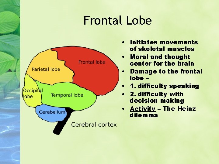 Frontal Lobe • Initiates movements of skeletal muscles • Moral and thought center for