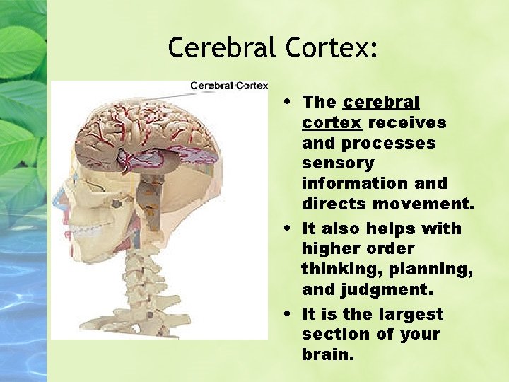 Cerebral Cortex: • The cerebral cortex receives and processes sensory information and directs movement.