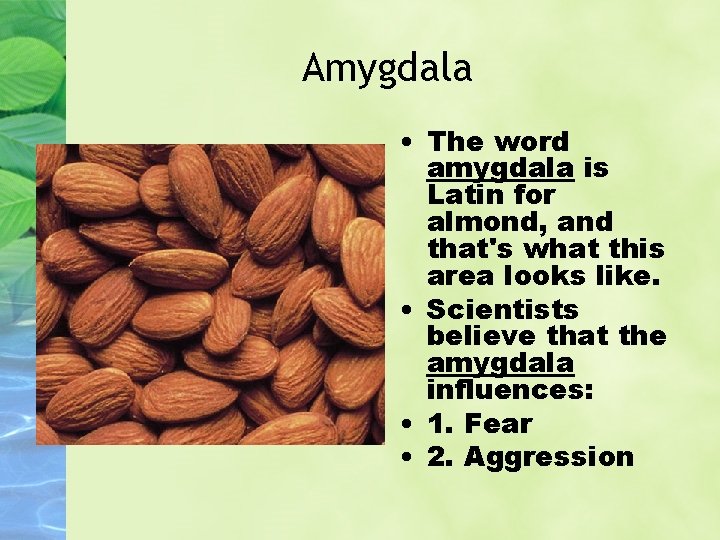 Amygdala • The word amygdala is Latin for almond, and that's what this area