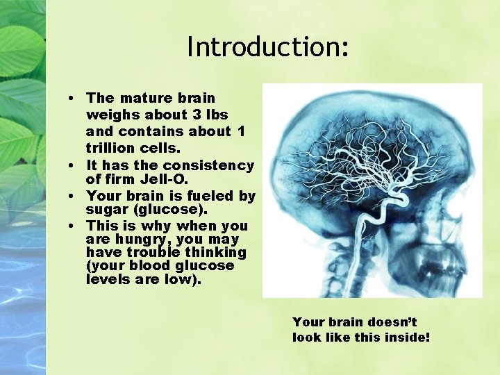 Introduction: • The mature brain weighs about 3 lbs and contains about 1 trillion