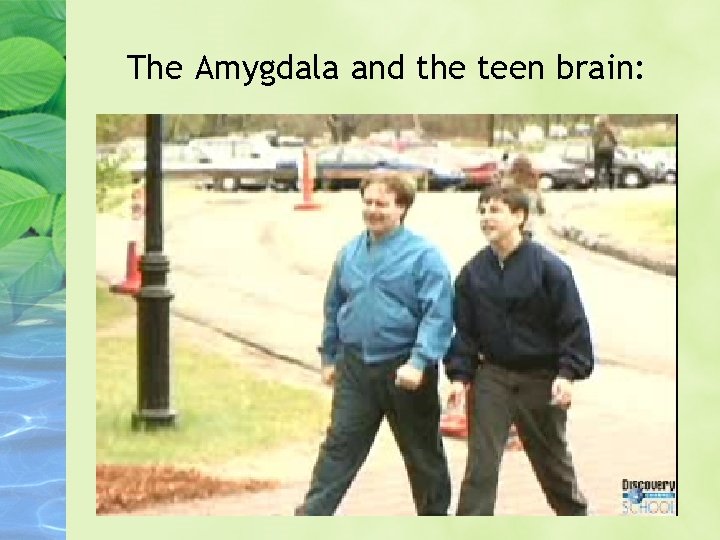 The Amygdala and the teen brain: 