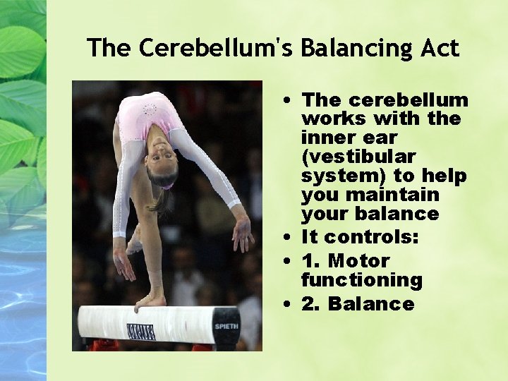 The Cerebellum's Balancing Act • The cerebellum works with the inner ear (vestibular system)