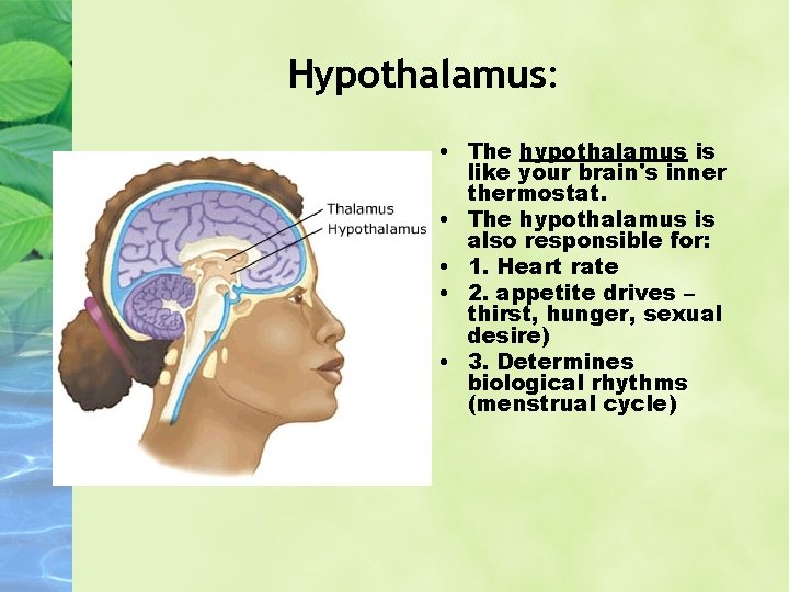 Hypothalamus: • The hypothalamus is like your brain's inner thermostat. • The hypothalamus is