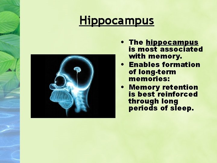 Hippocampus • The hippocampus is most associated with memory. • Enables formation of long-term