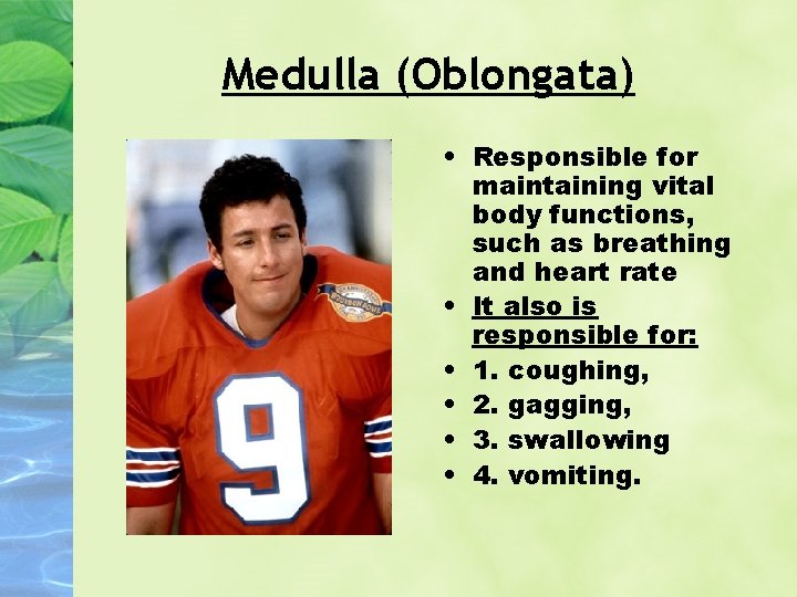 Medulla (Oblongata) • Responsible for maintaining vital body functions, such as breathing and heart