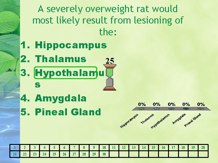 A severely overweight rat would most likely result from lesioning of the: 1. Hippocampus