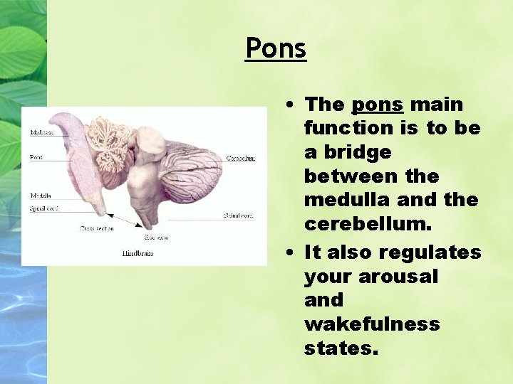 Pons • The pons main function is to be a bridge between the medulla