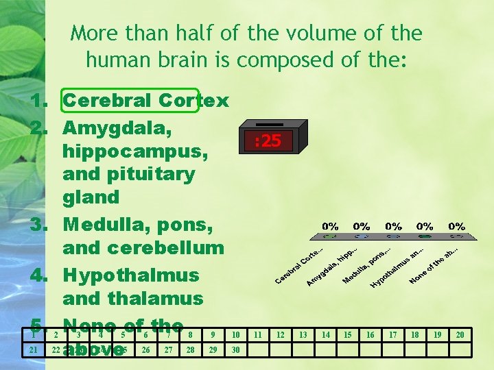 More than half of the volume of the human brain is composed of the: