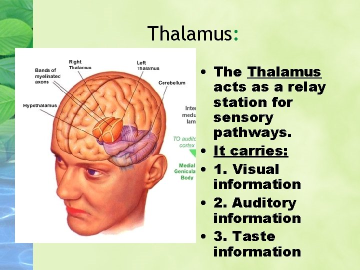 Thalamus: • The Thalamus acts as a relay station for sensory pathways. • It