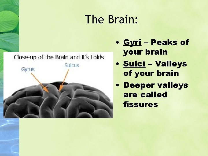 The Brain: • Gyri – Peaks of your brain • Sulci – Valleys of