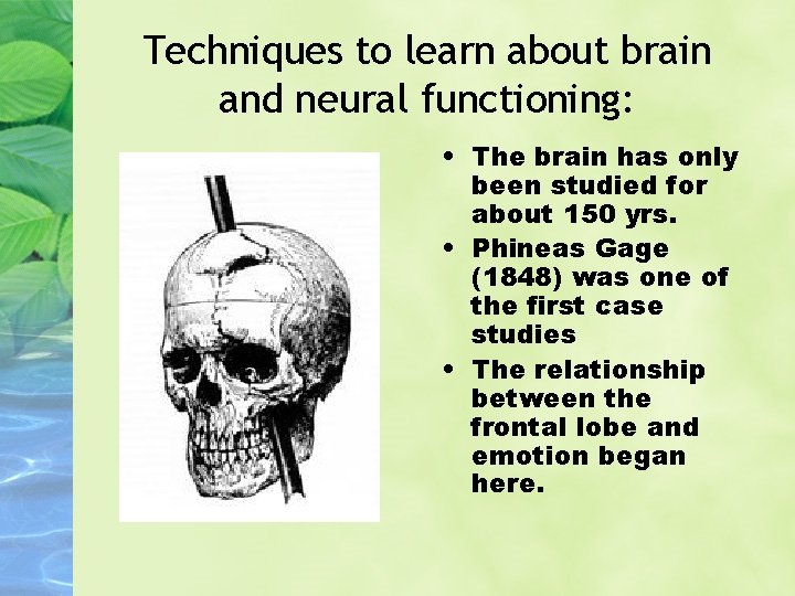 Techniques to learn about brain and neural functioning: • The brain has only been