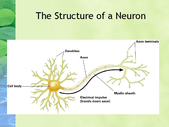 The Structure of a Neuron 