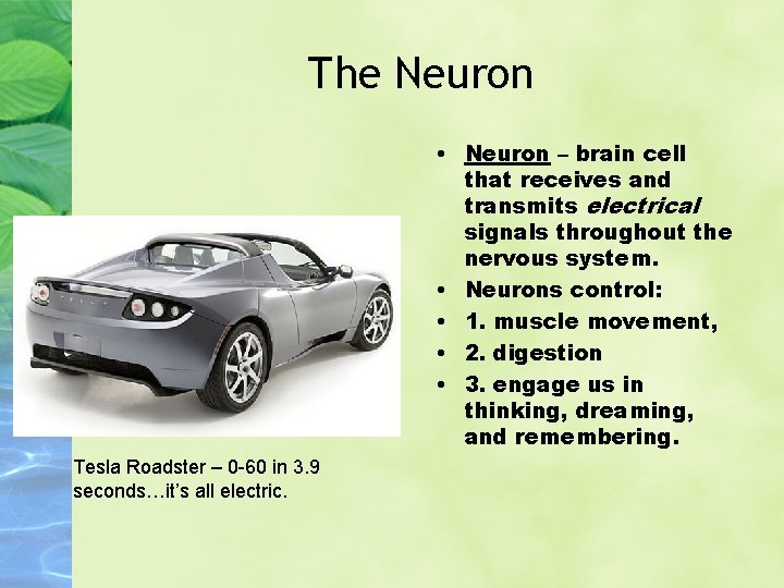 The Neuron • Neuron – brain cell that receives and transmits electrical signals throughout