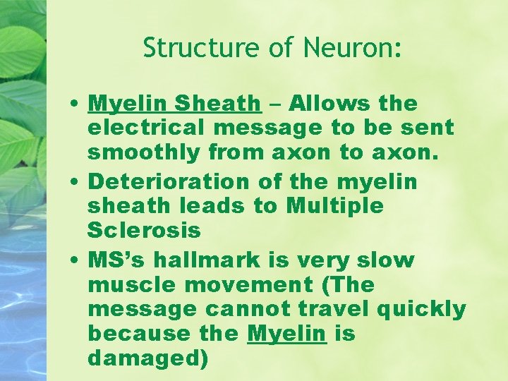 Structure of Neuron: • Myelin Sheath – Allows the electrical message to be sent