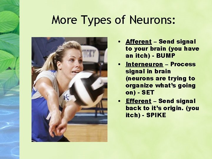 More Types of Neurons: • Afferent – Send signal to your brain (you have