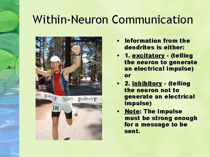 Within-Neuron Communication • Information from the dendrites is either: • 1. excitatory - (telling