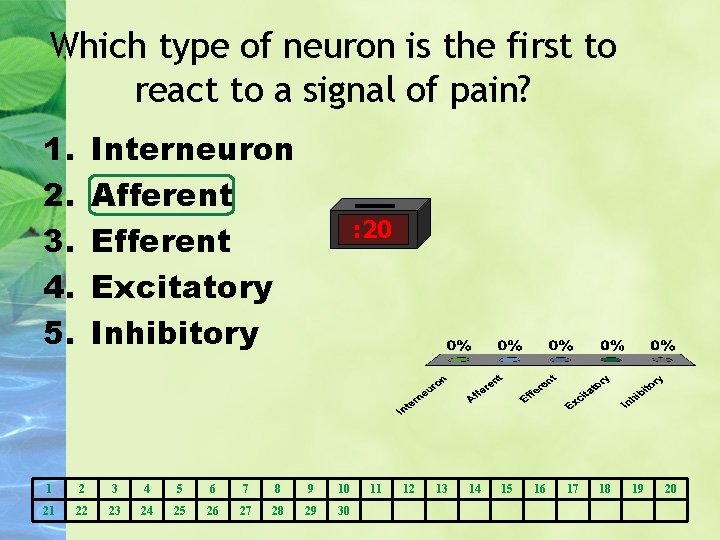 Which type of neuron is the first to react to a signal of pain?
