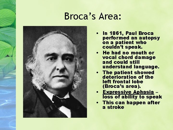 Broca’s Area: • In 1861, Paul Broca performed an autopsy on a patient who