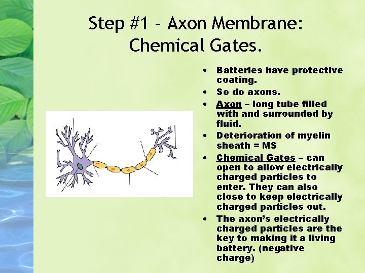 Step #1 – Axon Membrane: Chemical Gates. • Batteries have protective coating. • So