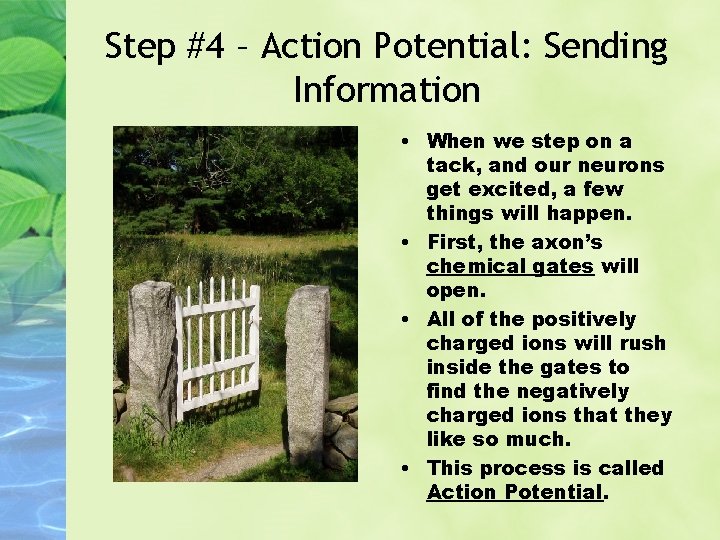 Step #4 – Action Potential: Sending Information • When we step on a tack,