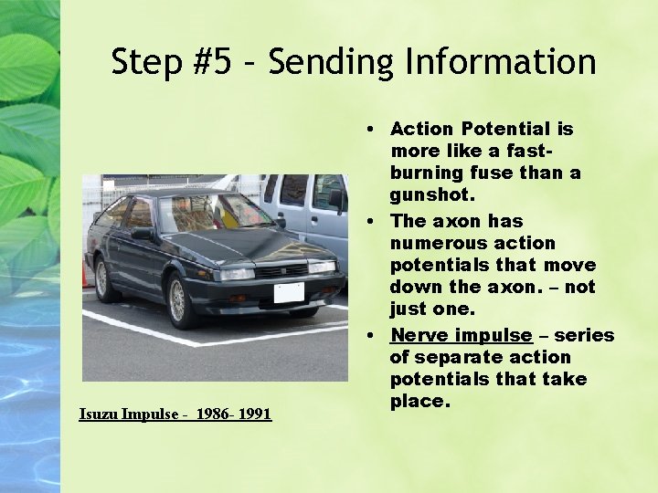 Step #5 – Sending Information Isuzu Impulse - 1986 - 1991 • Action Potential